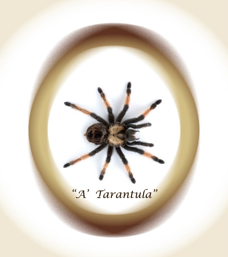 https://www.cuorebasilicata.it/wp-content/uploads/2019/06/A-Tarantula-800x904.jpg