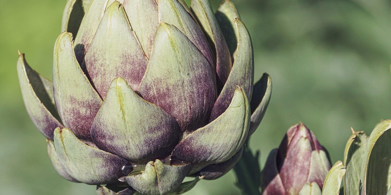 https://www.cuorebasilicata.it/wp-content/uploads/2021/05/artichokes-3594246_1280-1280x640.jpg