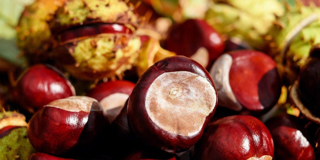 https://www.cuorebasilicata.it/wp-content/uploads/2021/09/chestnut-1710748_1280-1280x640.jpg